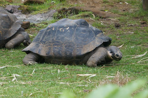 galapagos tortoise, London zoo