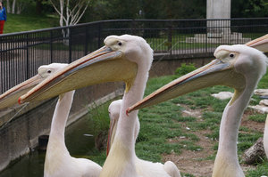 Pelicans, London zoo