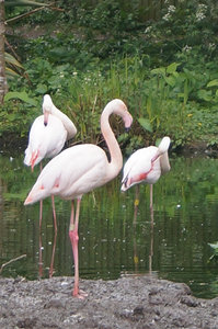 flamingos at London Zoo