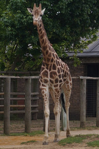 giraffe, London zoo