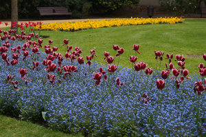tulips, Hyde Park