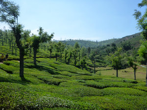 Tea trees