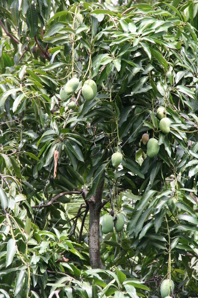 mangoboom