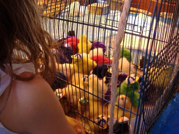 Multi-coloured chicks