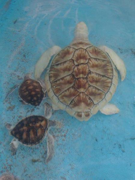 Big turtles