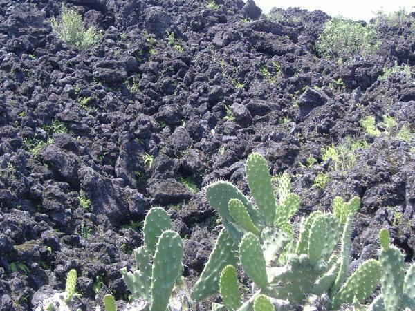 Lava and Cacti