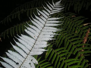And this children, is why it is called a Silver Fern
