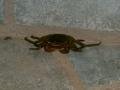 crab on porch