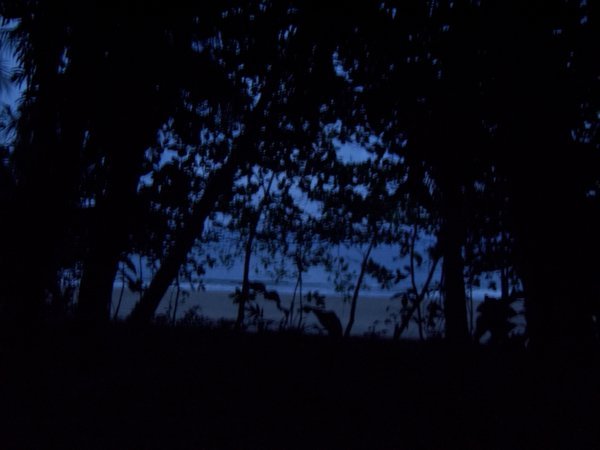 jungle at night