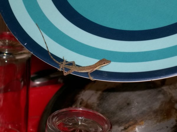 anole in the dishes
