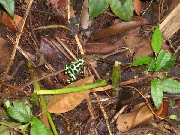 green part frog