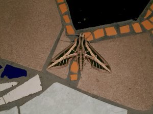 big moth on our porch last night