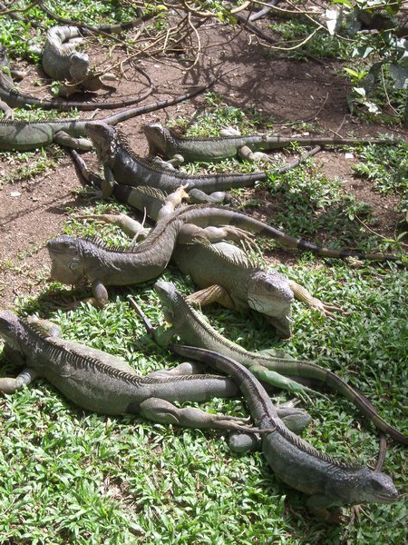 the big iguanas in the mating pens