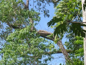 big iguana in the tree