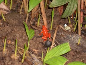 red dart frog again