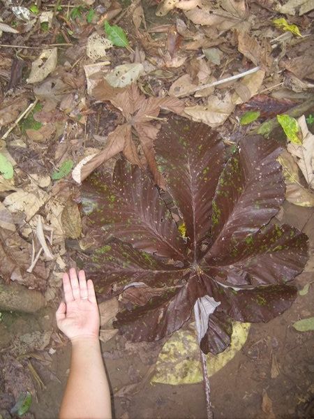 big leaves