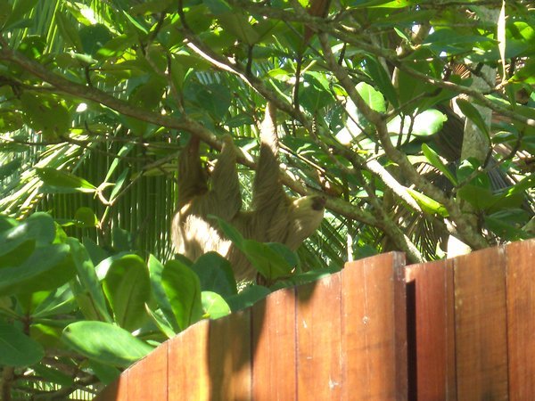 sloth in the front yard