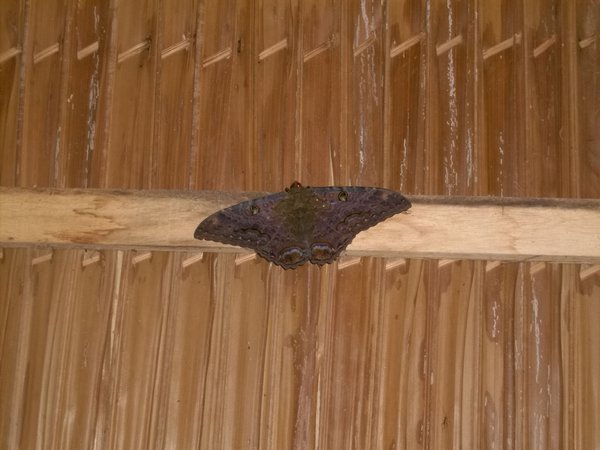 big moth outside