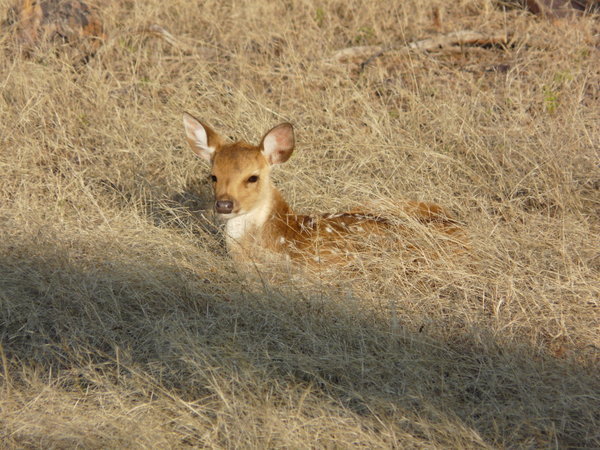 Chittal (spotted deer) fawn. 