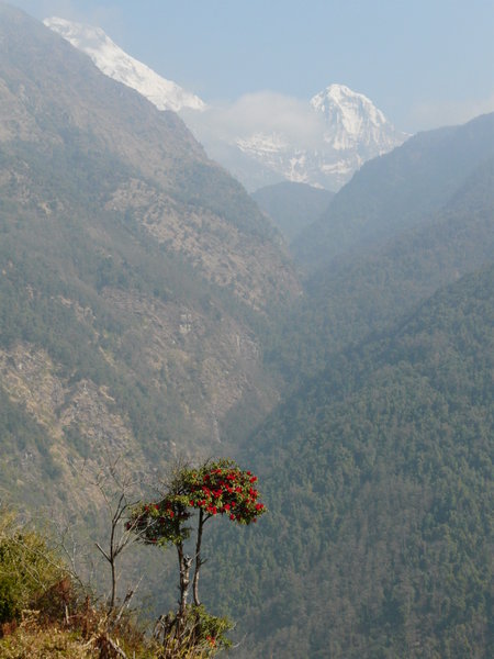 Annapurna South. (7273m).