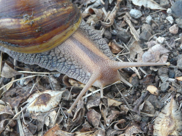 Snail in the camp..