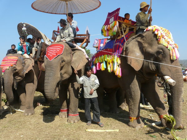 Elephant Festival Pak Lay.