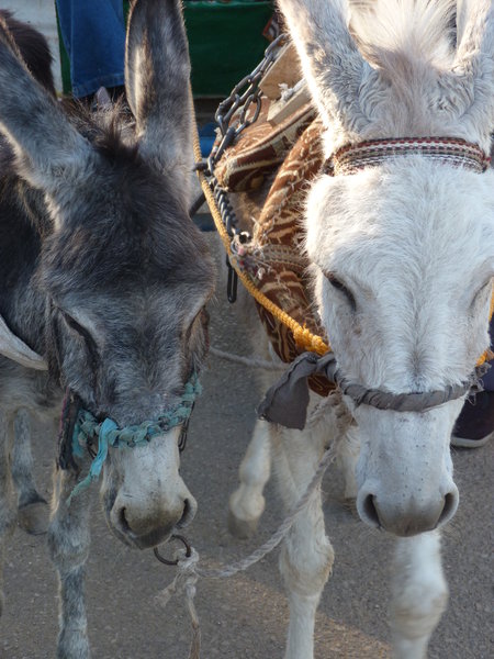Our Donkeys. 