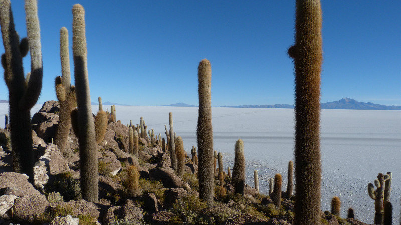 Inca Wasi, Cactus Island