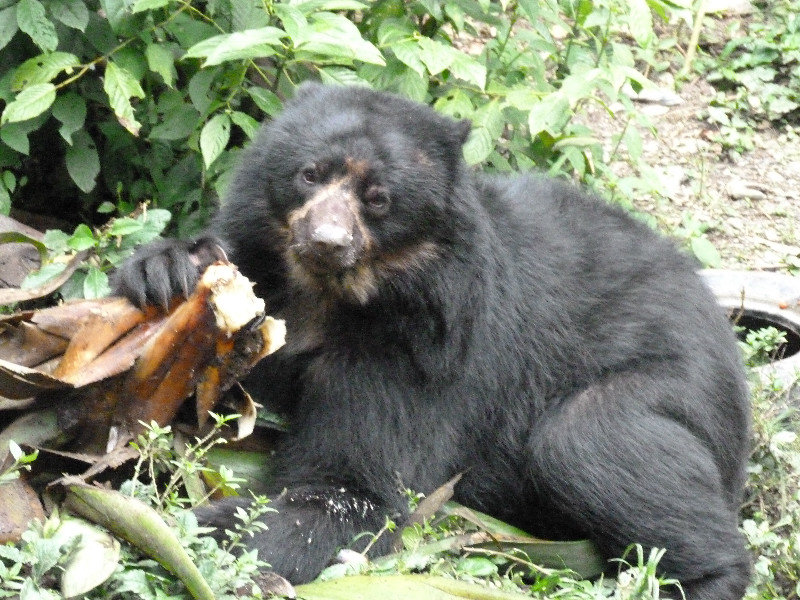 Spectacled Andean Bear
