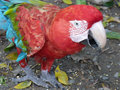 Red and Green Parrot