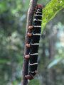 Spectacular Caterpillar