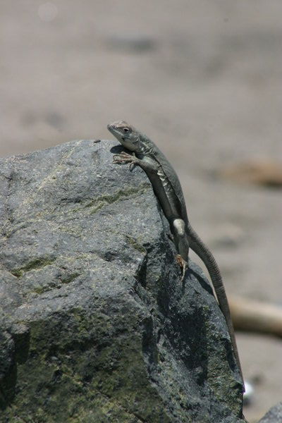 Lizard on the beach