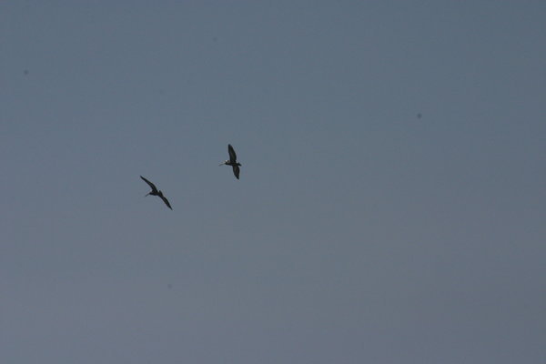 Pelicans flying over the beach at Hunachaco