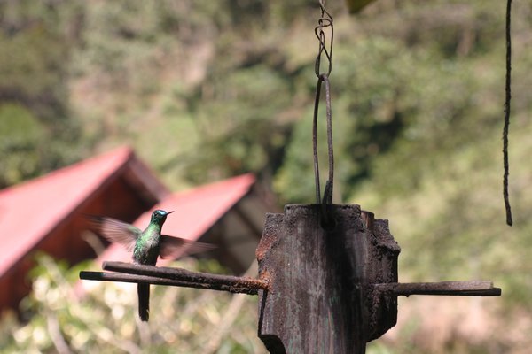 Humming bird at Corcora