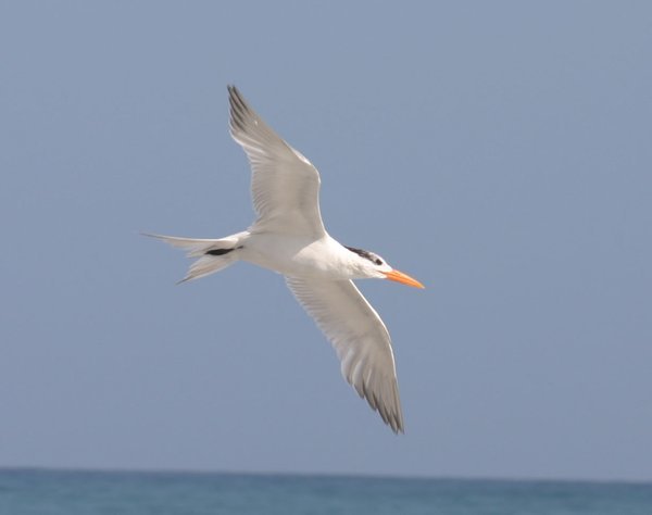 some sort of tern?