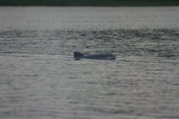 Grey Dolphin in the Amazon