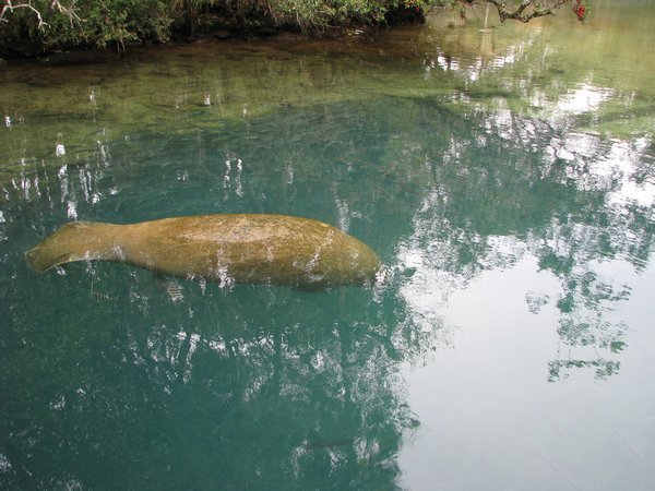 Manatee