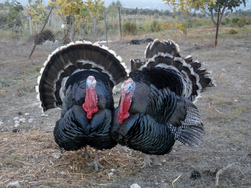 The gay turkeys