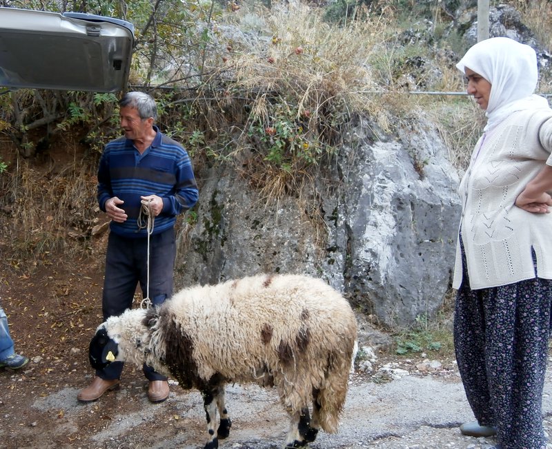 The Bayram sheep