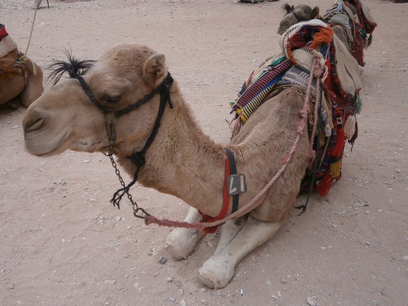 A camel chilling