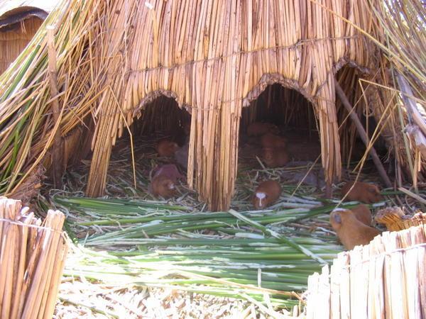 The guinea pig hut