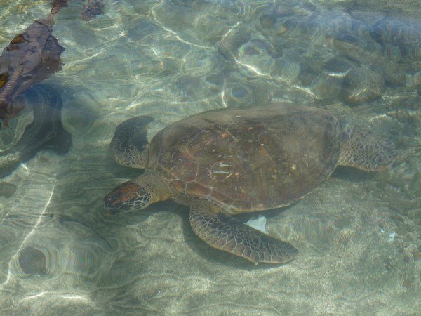 Schildpad in de haven