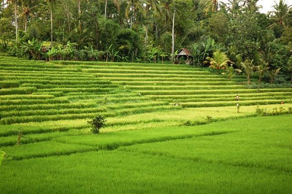 Rice Terracing