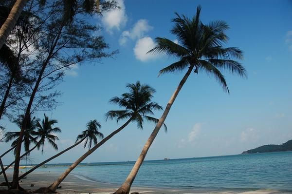 Coconut Tree Fringed Beaches