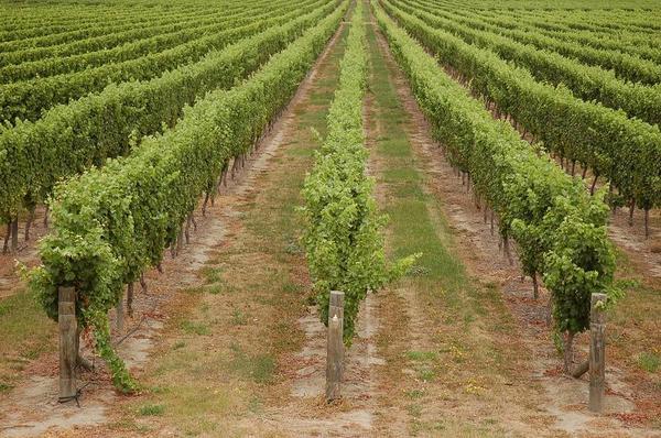 Vineyards in Marlborough