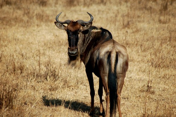 A Wildebeest