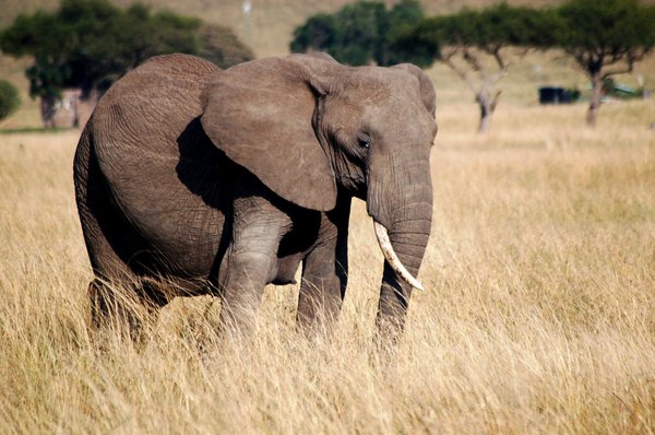 A one Tusker