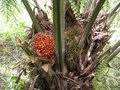 Palm oil tree