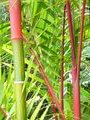Red and green bamboo