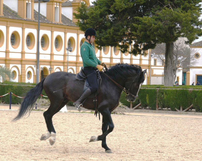 Royal Andalucian School of Equestrian Arts